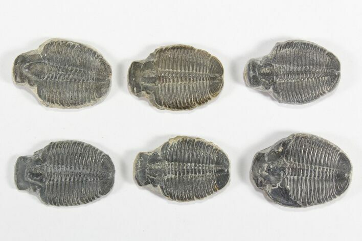 Lot: / Elrathia Trilobite Molt Fossils - Pieces #79020